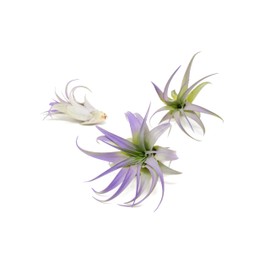 Purple Colorful Tillandsia Air Plants - Long Lasting Color Enhanced Live Tillandsia Succulent House Plants - Home and Garden Decor - Easy Care Indoor and Outdoor (Brachycaulos Abdita, Pack of 3)