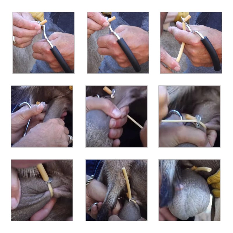 zikimed California Bloodless Castration Stainless Steel Bander Only