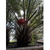 HomeGrown 10x Pindo (Jelly) Palm Tree Seeds (Butia Capitata) Cold-Hardy!