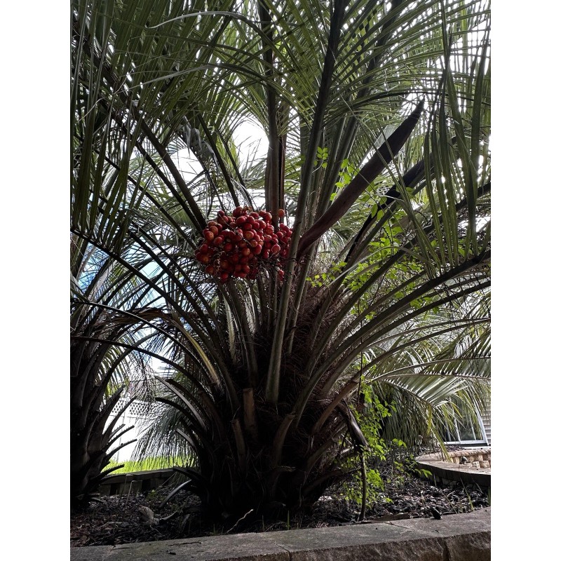 HomeGrown 10x Pindo (Jelly) Palm Tree Seeds (Butia Capitata) Cold-Hardy!