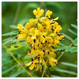 Everwilde Farms - 1 Oz Wild Senna Native Wildflower Seeds - Gold Vault