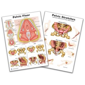 Pelvic Floor and Pelvic streches 2 Chart set 24"*36" for physical therapists PT, Ocupational therapists OT Female Pelvis with Pelvic Floor Muscles Perineal Chart