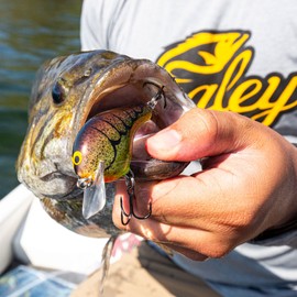 Bagley Baits Balsa B1 Squarebill Shallow Diving Crankbait, Orange Belly Gill, 7/16 oz, 2"