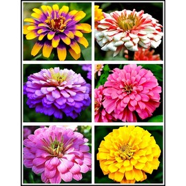 5g Mixed Zinnia Flower Seeds Beautiful to Plant in Your Flower Garden