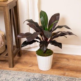 Real Touch™ Red and Green Artificial Dracaena Potted Plant - 23"