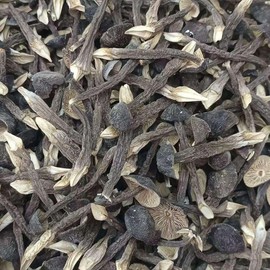 Wild Collybia Albuminosa Mushrooms, 2oz Small Size Dried Collybia Albuminosa Mushrooms 云南鸡枞菌干Shipping from California, U.S.