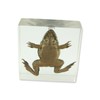 REAL BUG T411 Frog Specimen Block