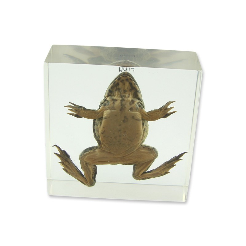 REAL BUG T411 Frog Specimen Block