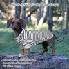 PetSmiler Dog Jumper - Thin Dog Jumper Small Dogs Striped