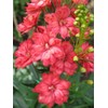 RAISE ME UP: Seeds Red Lark Larkspur Giant Delphinium Annual