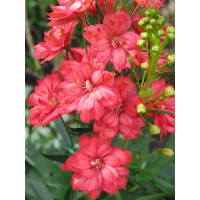 RAISE ME UP: Seeds Red Lark Larkspur Giant Delphinium Annual