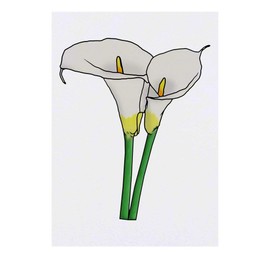 Azeeda 'Calla-Lilien' Temporäres Tattoo - Hautfreundlicher & Ungiftiger Abziehbild · Wasserfest (TO00042074)