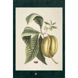 Pawpaw (Asimina triloba) Notebook: Botanical Art with M. Catesby Image | Blank 6x9 Paperback Notebook 160 Pages