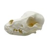 Taxidermy Real Animals Skull Decor - Model Animals Bones Specimen,Taxidermy