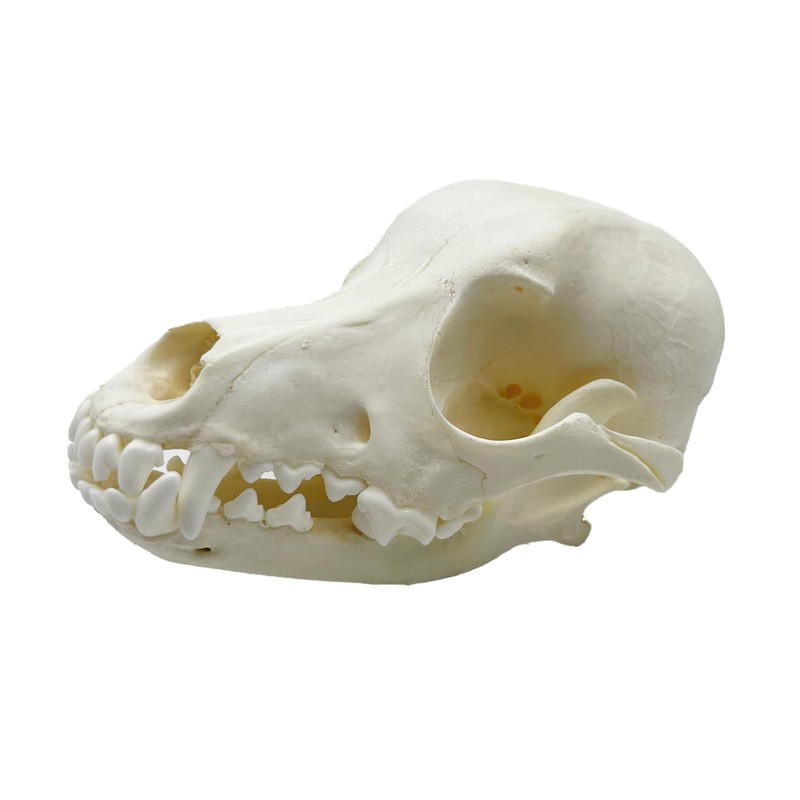 Taxidermy Real Animals Skull Decor - Model Animals Bones Specimen,Taxidermy