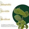 12 Creeping Fig, Live Plants – Ficus Repens – Fast-Growing