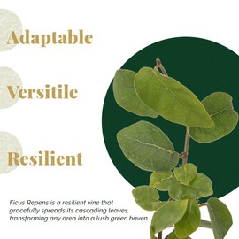 12 Creeping Fig, Live Plants – Ficus Repens – Fast-Growing & Versatile Climbing Vine in 2.5” Nursery Cubes – Perfect for Living Walls, Topiaries, Ground Cover & Indoor/Outdoor Decor