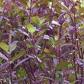 Palm Beach Medicinal Herbs - Krishna Tulsi Basil (Ocimum Sanctum) - Packet of 50 Seeds