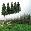 50PCS Dark Green Pine Model Cedar Trees 52mm for Model