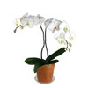 3" Slotted Clear Orchid Pots - 3 Pack (Copper Amber)