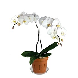 3" Slotted Clear Orchid Pots - 3 Pack (Copper Amber)