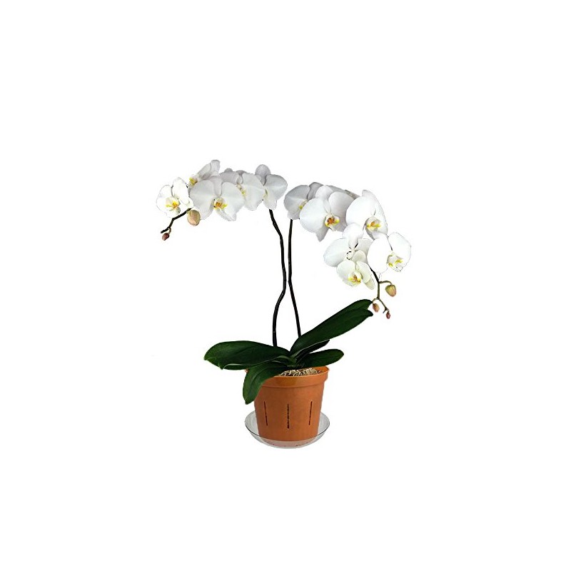 3" Slotted Clear Orchid Pots - 3 Pack (Copper Amber)