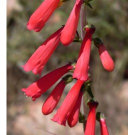 Mother Nature's Seeds Penstemon EATON'S Red Hummingbird Perennial Beardtongue USA  Non-GMO 200 Seeds!