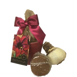 Daylily Nursery Elegant Black Pearl Amaryllis Gift Growing Kit, Deluxe Edition. Includes Beautiful Ceramic Pot, Big Black Pearl Bulb, a Burlap Gift Bag and Professional Growing Medium.