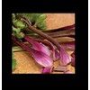 Redventure Red Celery! 100 - 1000 Seeds Organic Heirloom Rare