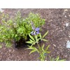 Vitex Chaste Berry - Live Plant - Chasteberry Chaste Tree