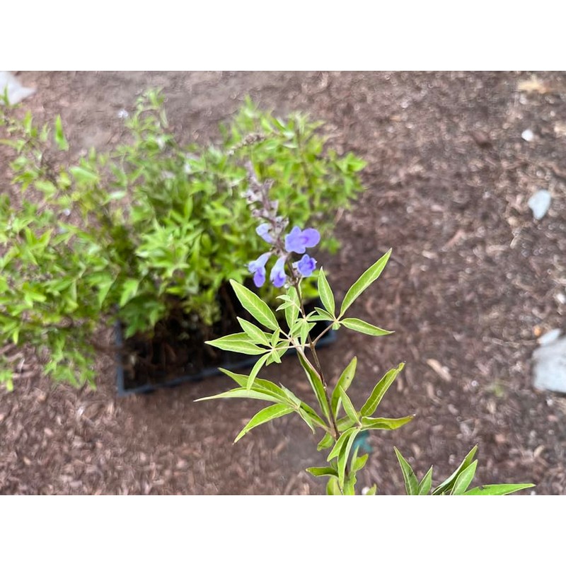 Vitex Chaste Berry - Live Plant - Chasteberry Chaste Tree