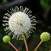 Unbranded Buttonbush Ornamental Shrub {Cephalanthus occidentalis}1