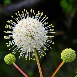 Unbranded Buttonbush Ornamental Shrub {Cephalanthus occidentalis}1