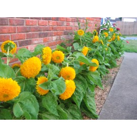 from my, "Brooklyn Botanical Garden's Club Teddy Bear Sungold Dwarf Sunflower 60+ Heirloom Seeds Non-GMO FREE SHIPPING