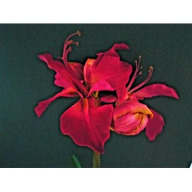 Deep Burgundy Artificial Amaryllis with Bulb Silk Flower Floral Arrangements Realistic Craft Art Decor Plant for Indoor Outdoor Decoration