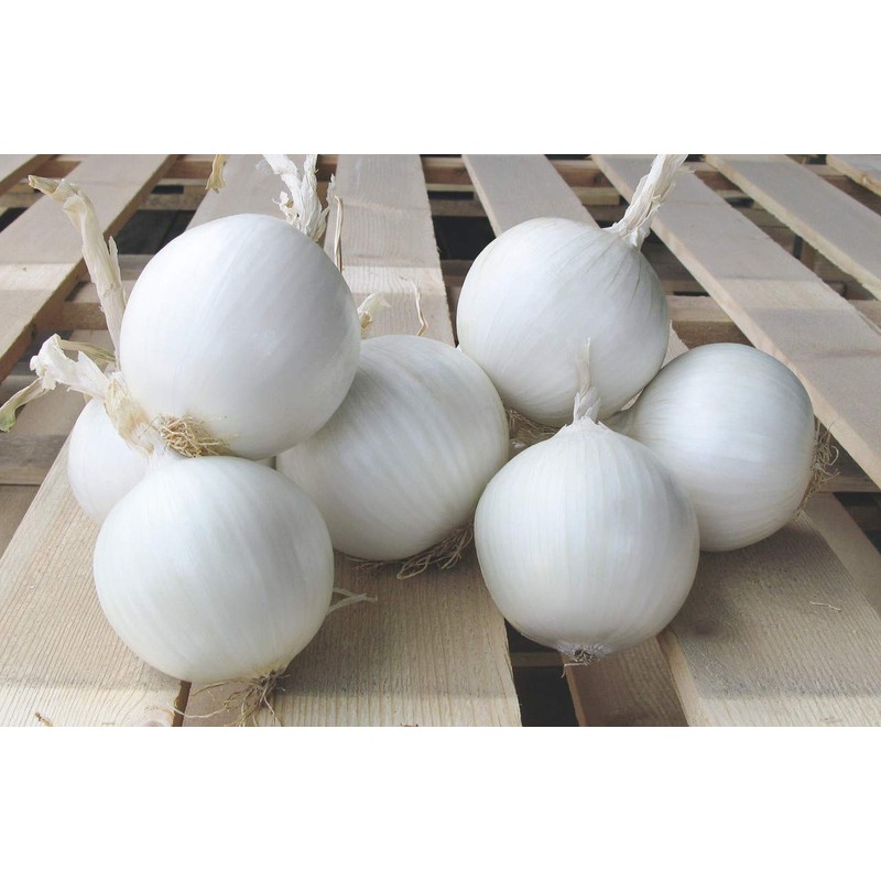 CEMEHA SEEDS - White Onion Non GMO Vegetable for Planting
