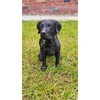 Vivid arts hollow resin black labrador 21cm