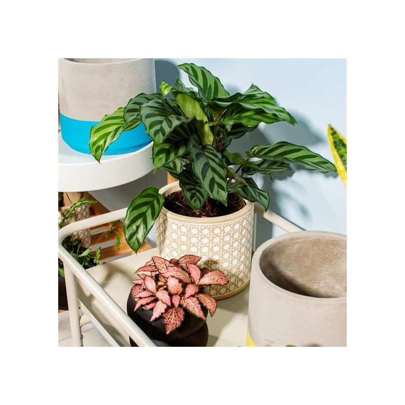 Sass & Belle Rattan Weave Concrete Planter