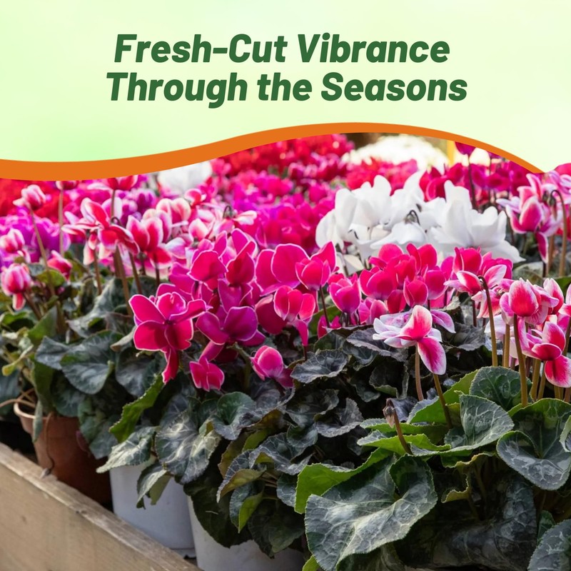 Outsidepride Dreamscape Mix Cyclamen Seeds - 10 Pcs Compact, Annual