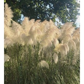 200 Pampass Grass Seeds Cortaderia Selloana Ornamental Plant Seeds