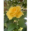 Home-Growth Radiant Perfume Rose, Fragrant Large Yellow Rose - 5