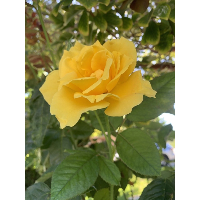 Home-Growth Radiant Perfume Rose, Fragrant Large Yellow Rose - 5