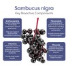 HydraLyte Plus Immunity - Electrolytes + Vitamin C Powder +