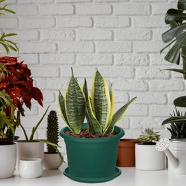 Whitefurze G02088 20cm Venetian Saucer for Round Planter - Forest Green