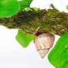 Begeterday Hermit Crab Climbing Toy with Artificial Vines, 25 Inch