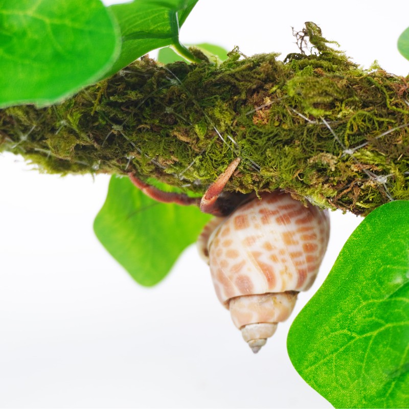 Begeterday Hermit Crab Climbing Toy with Artificial Vines, 25 Inch
