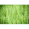 Health Embassy Thyme Herb (Thymus serpyllum L), 100 g