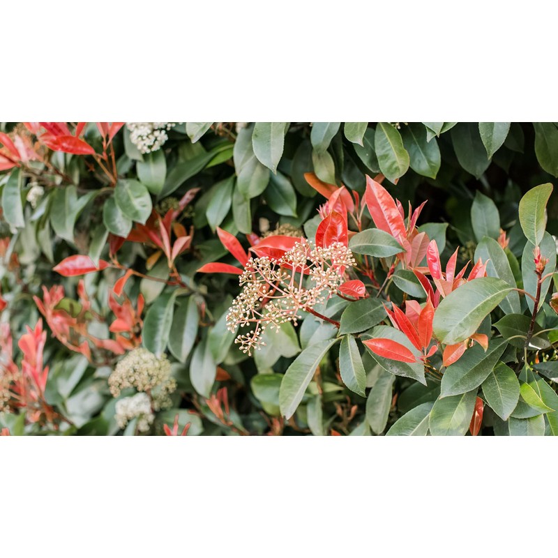 Photinia Red Tip | 2 Large Gallon Size Plants |