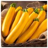 Everwilde Farms - 1 Lb Golden Zucchini Summer Squash Seeds