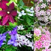 20Pcs Mixed Colors Clematis Seeds for Planting Heirloom & Non-GMO